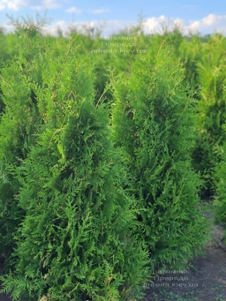 Туя західна Брабант (Thuja occidentalis Brabant) ФОТО Розплідник рослин Природа (98)