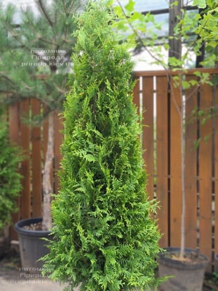 Туя західна Брабант (Thuja occidentalis Brabant) ФОТО Розплідник рослин Природа (99)