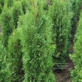 Туя західна колоноподібна Колумна (Thuja occidentalis Columna) ФОТО Розплідник рослин Природа (30)