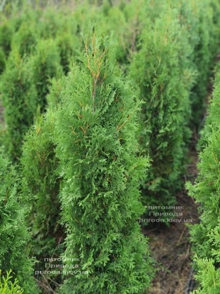 Туя західна колоноподібна Колумна (Thuja occidentalis Columna) ФОТО Розплідник рослин Природа (30)