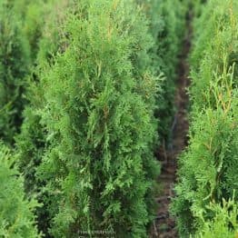 Туя западная колоновидная Колумна (Thuja occidentalis Columna) ФОТО Питомник растений Природа (31)