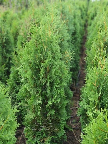 Туя західна колоноподібна Колумна (Thuja occidentalis Columna) ФОТО Розплідник рослин Природа (31)