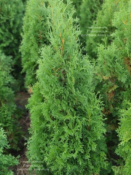 Туя західна колоноподібна Колумна (Thuja occidentalis Columna) ФОТО Розплідник рослин Природа (32)