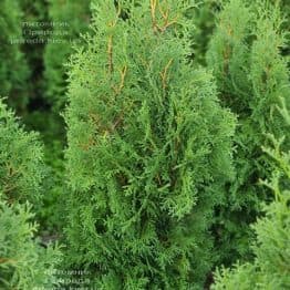 Туя западная колоновидная Колумна (Thuja occidentalis Columna) ФОТО Питомник растений Природа (33)