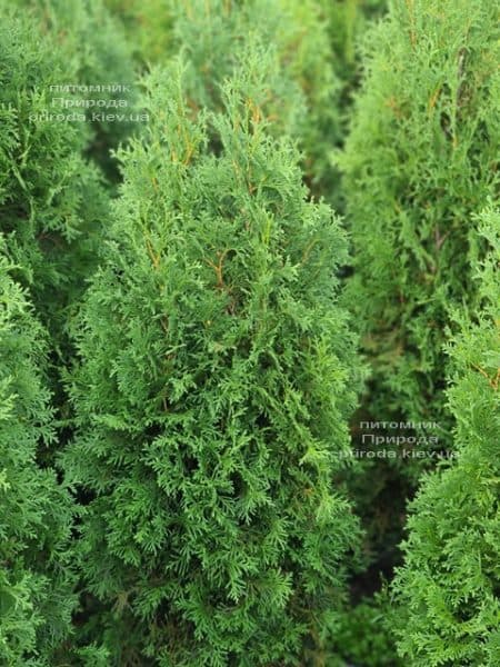 Туя западная колоновидная Колумна (Thuja occidentalis Columna) ФОТО Питомник растений Природа (34)