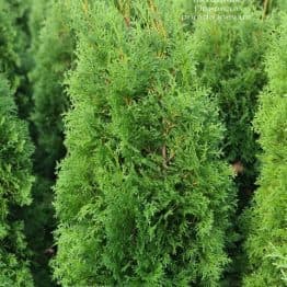 Туя западная колоновидная Колумна (Thuja occidentalis Columna) ФОТО Питомник растений Природа (35)