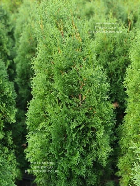 Туя западная колоновидная Колумна (Thuja occidentalis Columna) ФОТО Питомник растений Природа (35)