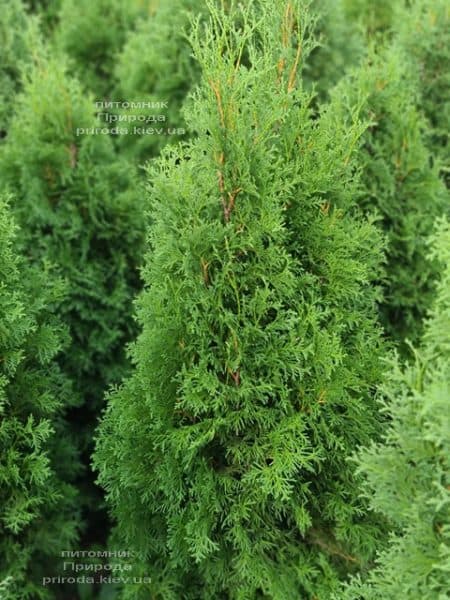 Туя западная колоновидная Колумна (Thuja occidentalis Columna) ФОТО Питомник растений Природа (36)