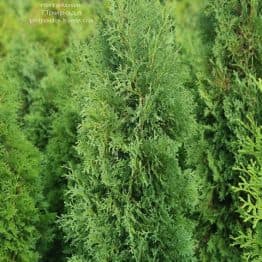 Туя западная колоновидная Колумна (Thuja occidentalis Columna) ФОТО Питомник растений Природа (38)