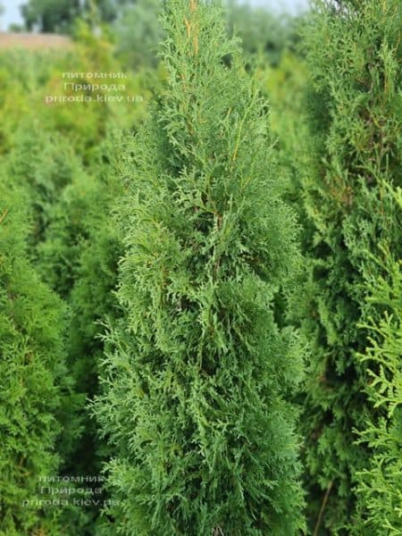 Туя західна колоноподібна Колумна (Thuja occidentalis Columna) ФОТО Розплідник рослин Природа (38)