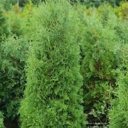 Туя західна колоноподібна Колумна (Thuja occidentalis Columna) ФОТО Розплідник рослин Природа (39)