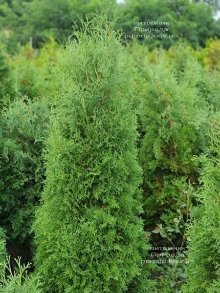 Туя западная колоновидная Колумна (Thuja occidentalis Columna) ФОТО Питомник растений Природа (39)