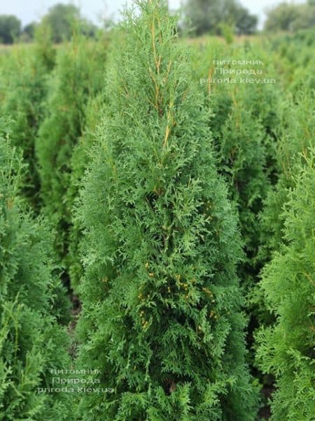 Туя западная колоновидная Колумна (Thuja occidentalis Columna) ФОТО Питомник растений Природа (40)