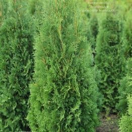 Туя западная колоновидная Колумна (Thuja occidentalis Columna) ФОТО Питомник растений Природа (41)