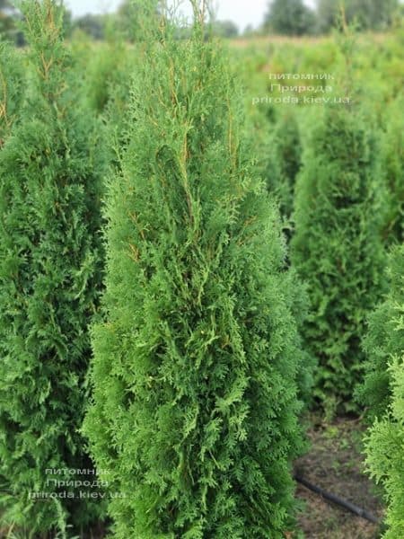 Туя західна колоноподібна Колумна (Thuja occidentalis Columna) ФОТО Розплідник рослин Природа (41)