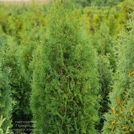 Туя західна колоноподібна Колумна (Thuja occidentalis Columna) ФОТО Розплідник рослин Природа (42)