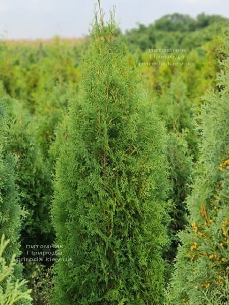 Туя западная колоновидная Колумна (Thuja occidentalis Columna) ФОТО Питомник растений Природа (42)