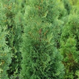 Туя західна колоноподібна Колумна (Thuja occidentalis Columna) ФОТО Розплідник рослин Природа (43)