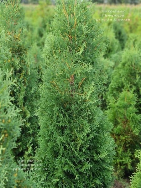 Туя западная колоновидная Колумна (Thuja occidentalis Columna) ФОТО Питомник растений Природа (43)