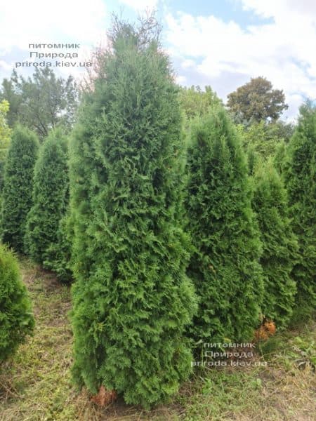 Туя западная колоновидная Колумна (Thuja occidentalis Columna) ФОТО Питомник растений Природа (45)