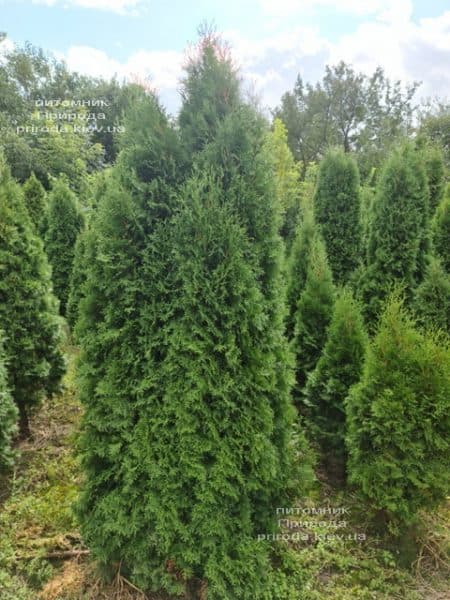 Туя західна колоноподібна Колумна (Thuja occidentalis Columna) ФОТО Розплідник рослин Природа (46)