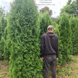 Туя западная колоновидная Колумна (Thuja occidentalis Columna) ФОТО Питомник растений Природа (47)