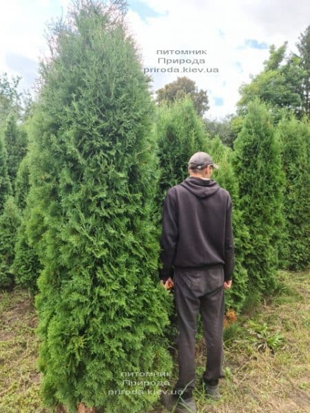 Туя західна колоноподібна Колумна (Thuja occidentalis Columna) ФОТО Розплідник рослин Природа (47)