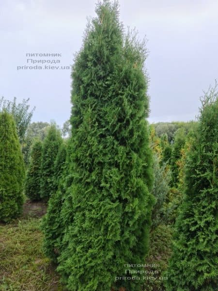 Туя западная колоновидная Колумна (Thuja occidentalis Columna) ФОТО Питомник растений Природа (49)