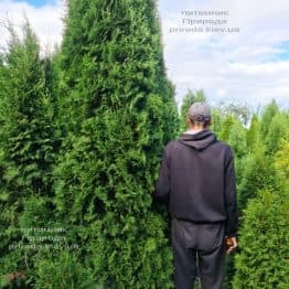 Туя западная колоновидная Колумна (Thuja occidentalis Columna) ФОТО Питомник растений Природа (51)