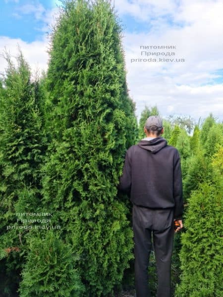 Туя западная колоновидная Колумна (Thuja occidentalis Columna) ФОТО Питомник растений Природа (51)