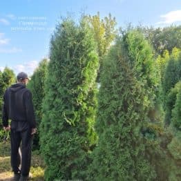 Туя західна колоноподібна Колумна (Thuja occidentalis Columna) ФОТО Розплідник рослин Природа (52)