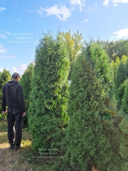 Туя західна колоноподібна Колумна (Thuja occidentalis Columna) ФОТО Розплідник рослин Природа (52)