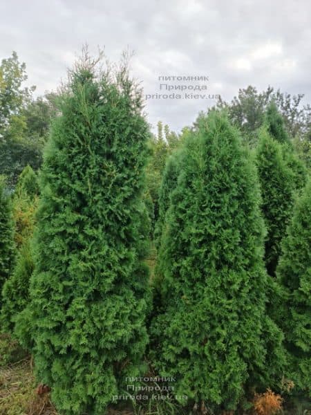 Туя західна колоноподібна Колумна (Thuja occidentalis Columna) ФОТО Розплідник рослин Природа (53)