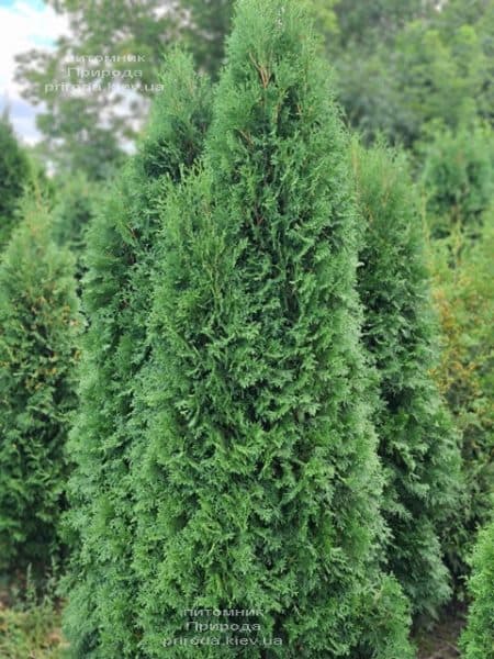 Туя западная колоновидная Колумна (Thuja occidentalis Columna) ФОТО Питомник растений Природа (54)