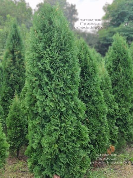 Туя західна колоноподібна Колумна (Thuja occidentalis Columna) ФОТО Розплідник рослин Природа (55)