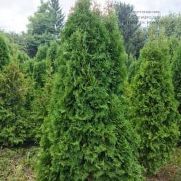 Туя західна колоноподібна Колумна (Thuja occidentalis Columna) ФОТО Розплідник рослин Природа (56)