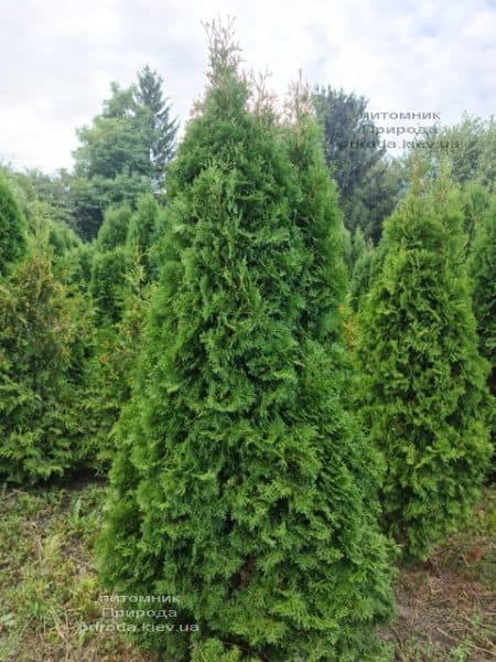 Туя западная колоновидная Колумна (Thuja occidentalis Columna) ФОТО Питомник растений Природа (56)