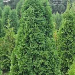 Туя западная колоновидная Колумна (Thuja occidentalis Columna) ФОТО Питомник растений Природа (57)