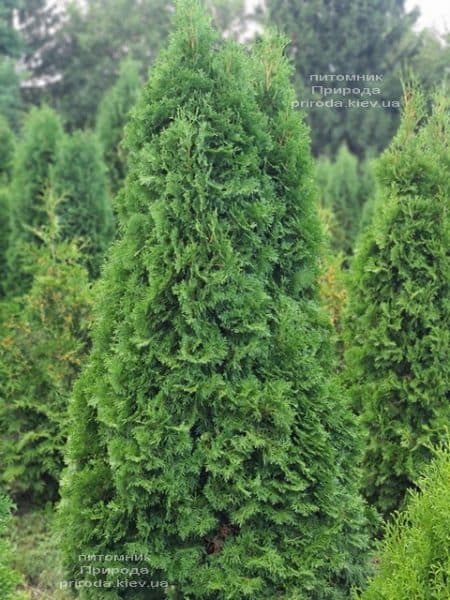 Туя западная колоновидная Колумна (Thuja occidentalis Columna) ФОТО Питомник растений Природа (57)