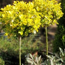 Бересклет Форчуна Эмералд Голд (Euonymus fortunei Emerald Gold) ФОТО Питомник растений Природа (1)