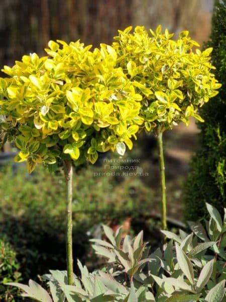 Бересклет Форчуна Эмералд Голд (Euonymus fortunei Emerald Gold) ФОТО Питомник растений Природа (1)