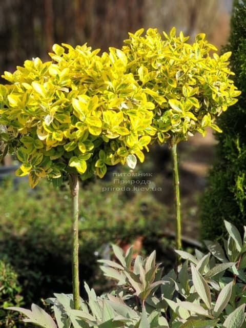 Бересклет Форчун Емералд Голд (Euonymus fortunei Emerald Gold) ФОТО Розплідник рослин Природа (1)