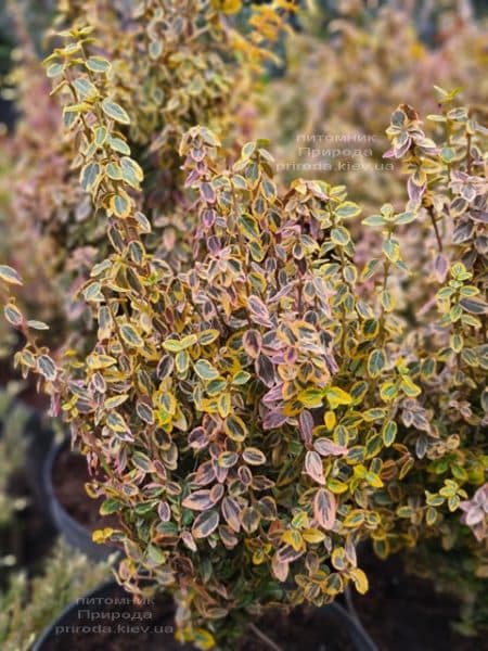 Бересклет Форчуна Эмералд Голд (Euonymus fortunei Emerald Gold) ФОТО Питомник растений Природа (11)