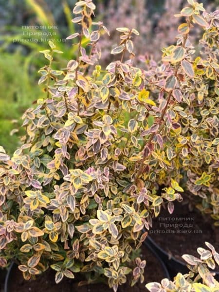 Бересклет Форчуна Эмералд Голд (Euonymus fortunei Emerald Gold) ФОТО Питомник растений Природа (12)
