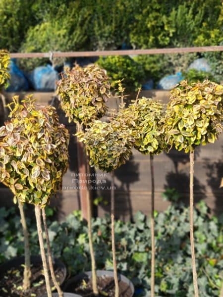 Бересклет Форчуна Эмералд Голд (Euonymus fortunei Emerald Gold) ФОТО Питомник растений Природа (14)