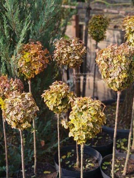 Бересклет Форчуна Эмералд Голд (Euonymus fortunei Emerald Gold) ФОТО Питомник растений Природа (15)