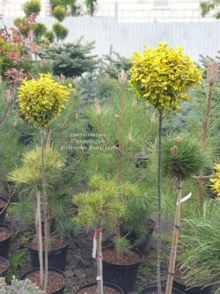 Бересклет Форчуна Эмералд Голд (Euonymus fortunei Emerald Gold) ФОТО Питомник растений Природа (2)