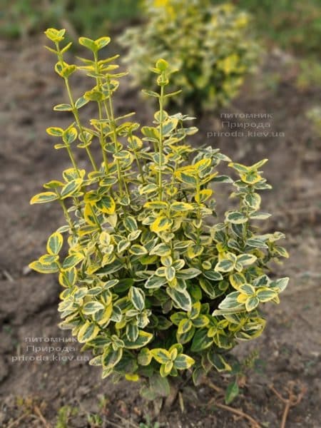 Бересклет Форчун Емералд Голд (Euonymus fortunei Emerald Gold) ФОТО Розплідник рослин Природа (5)
