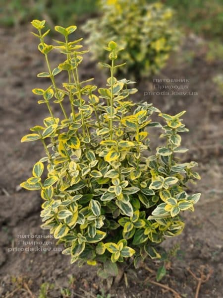 Бересклет Форчуна Эмералд Голд (Euonymus fortunei Emerald Gold) ФОТО Питомник растений Природа (5)