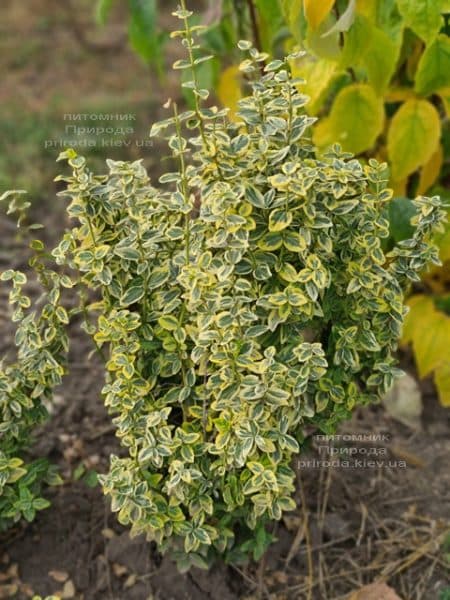 Бересклет Форчун Емералд Голд (Euonymus fortunei Emerald Gold) ФОТО Розплідник рослин Природа (6)